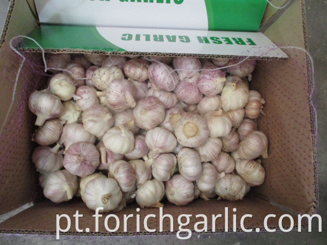 Fresh Normal Garlic 2019